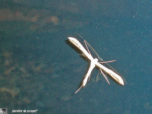 Pterophore Emmelina monodactyla