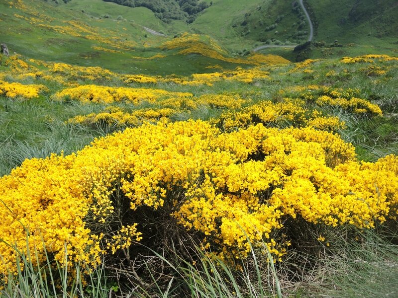 Puy Mary, fleurs jaunes (15)