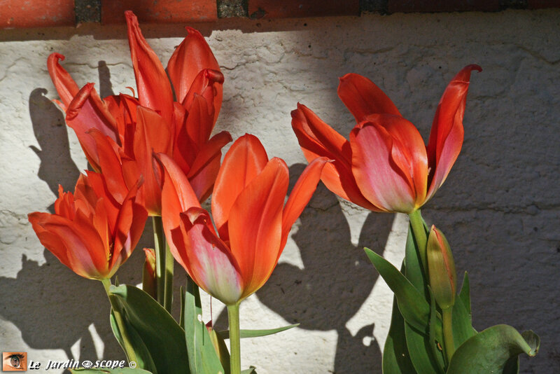 Tulipes-Kaufmanniana-rouges-3