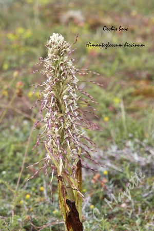 Orchis_bouc_03