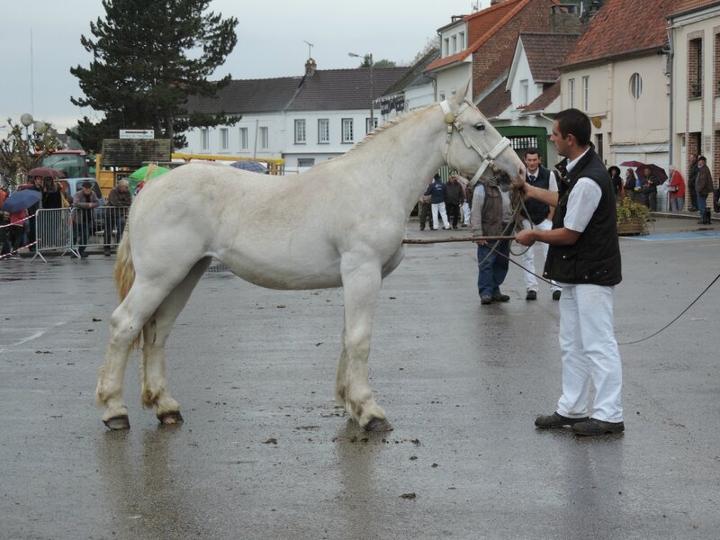 Finette de l'Ecurie - 16 Octobre 2016 - Concours de Poulains - Hucqueliers (62) - 2e (pouliches de 18 mois)