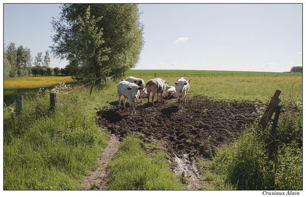 que regardent passer les vaches ?