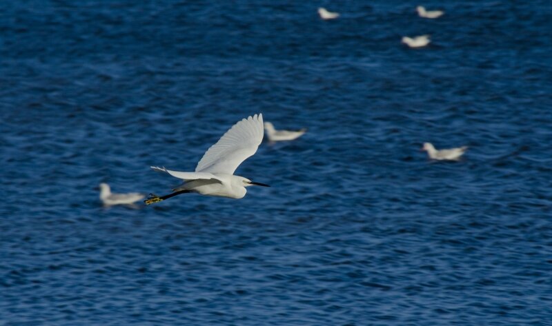 ibis en vol