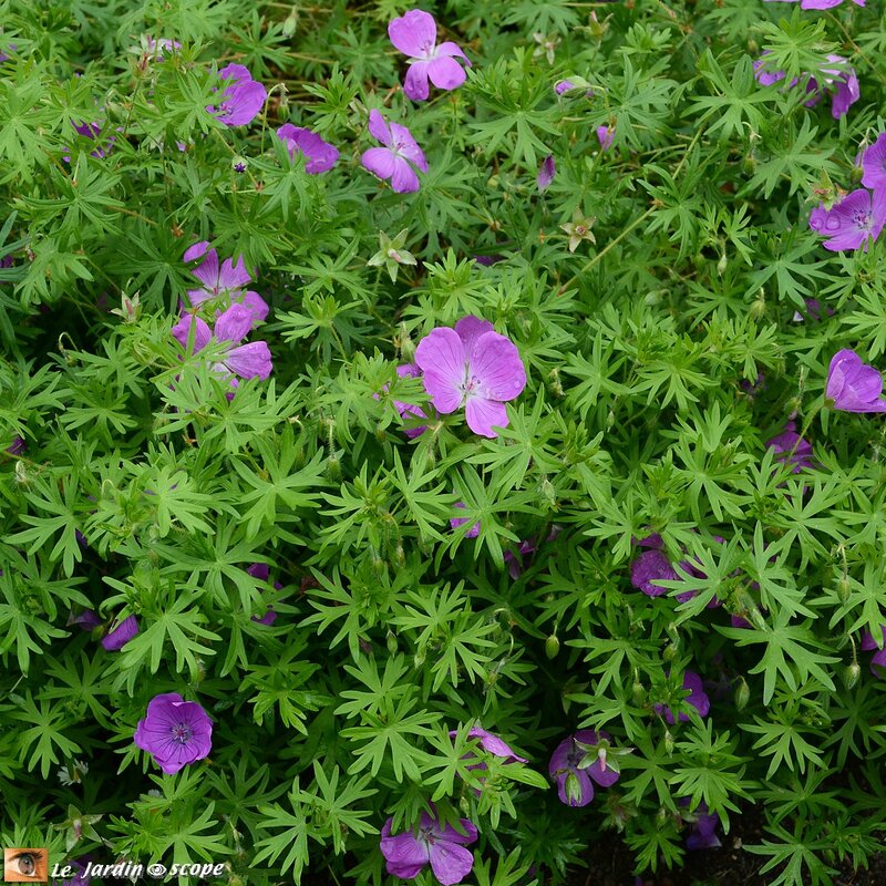 Géranium sanguineum