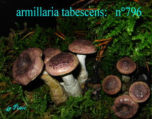 armillaria_tabescens_n_796