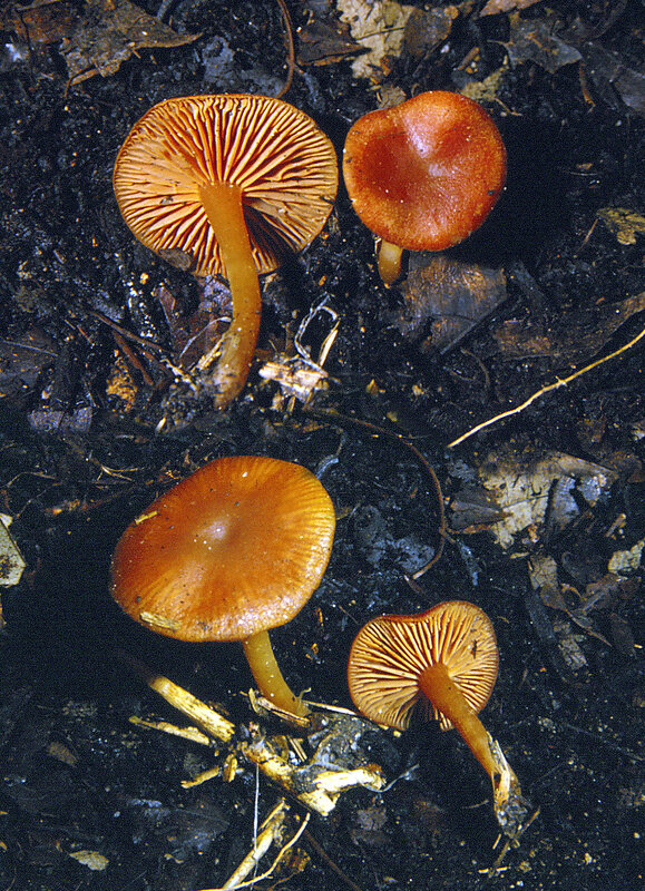 Tubaria furfuracea 1990 0312_mont