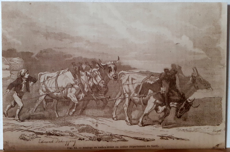 1870 6 - Attelge de vaches - Edmond Ischaggeny V