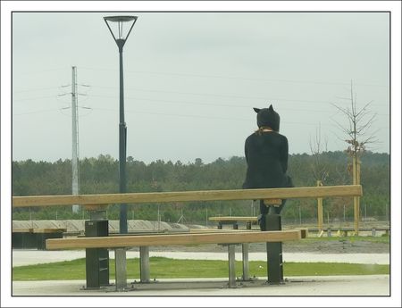 chat_perche