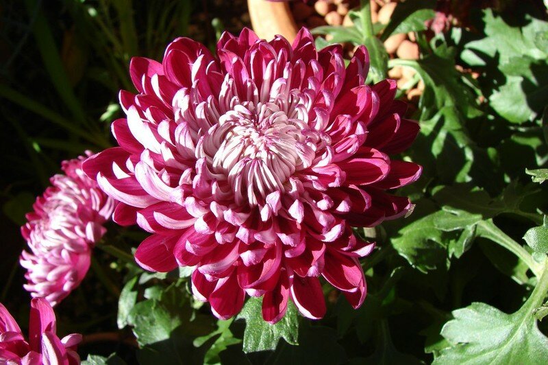 chrysanthème 01 11 06 [Résolution de l'écran]