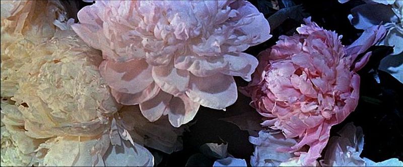pivoines2