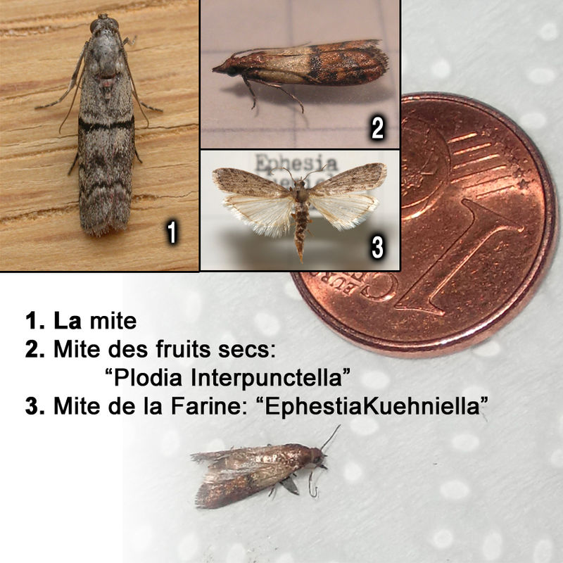 MITES ALIMENTAIRES !!! Le journal de Magel