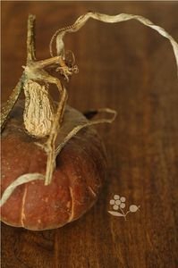 Courge_japonaise_2