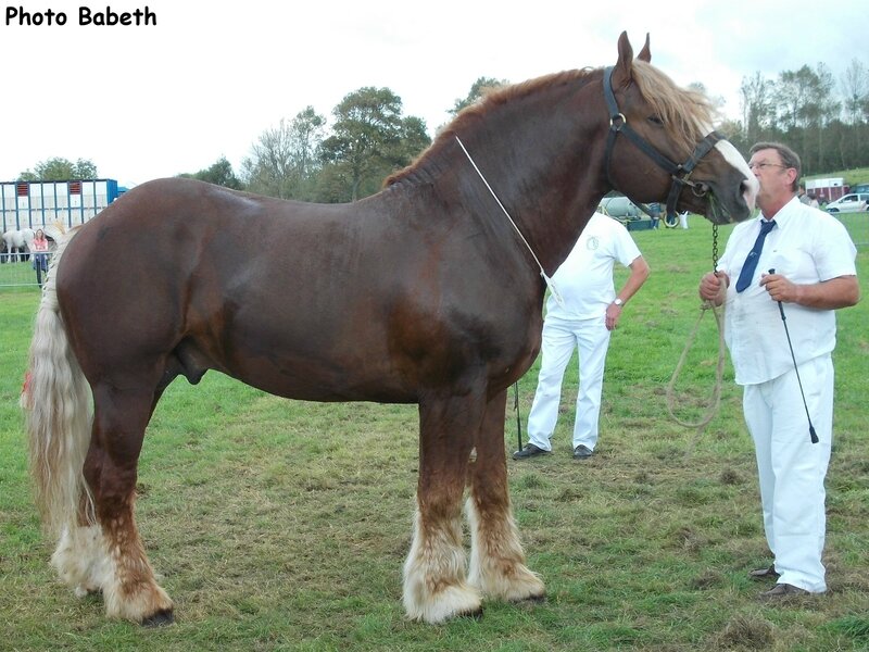 Vagabond de Campigneu - Concours des Etalons - Samer (62) - 27/09/2014 - 4e (4 & 5 ans)