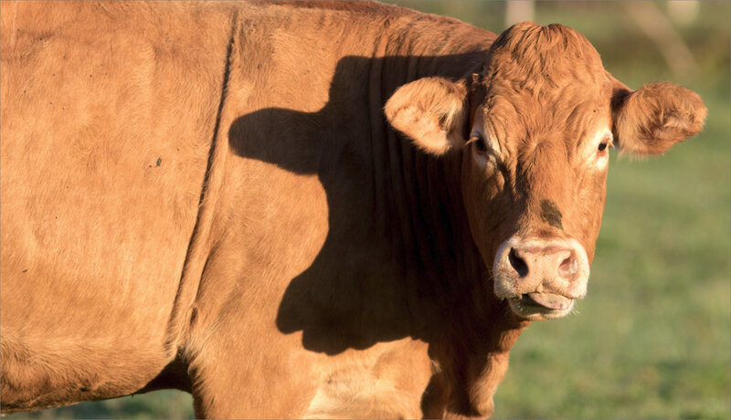 Roussille vache ombre tête matin 161020