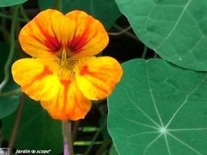 Capucine Tropaeolum majus