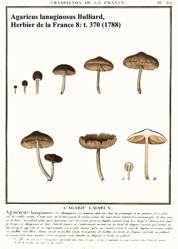 Inocybe_lanuginosa_Bulliard_1799