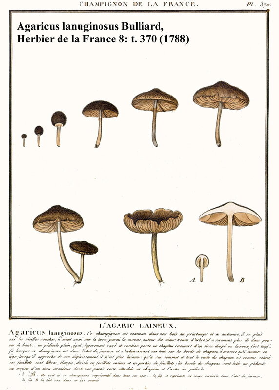 Inocybe_lanuginosa_Bulliard_1799