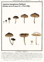 Inocybe_lanuginosa_Bulliard_1799_Record__2668