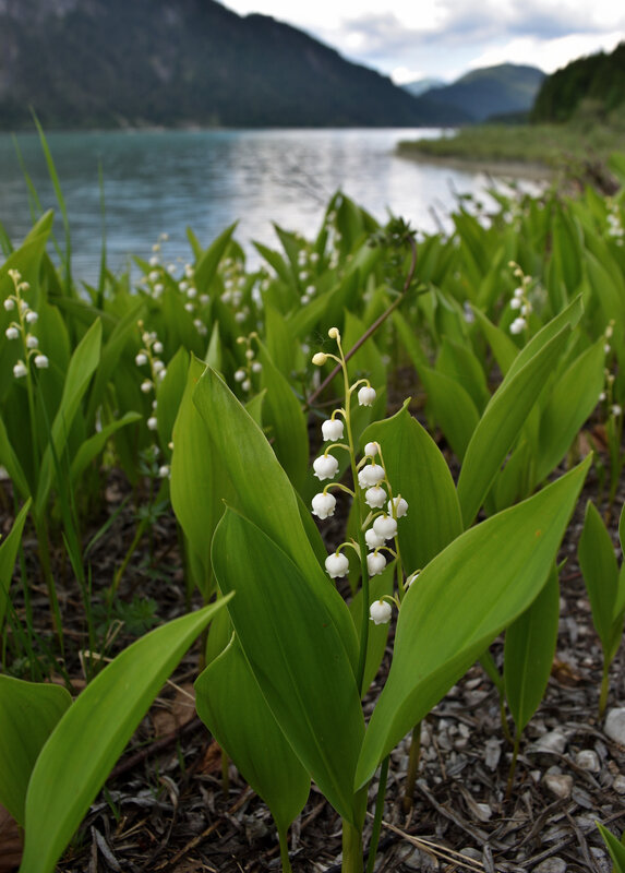 Maiglöckchen_am_Sylvensteinsee_Mai_2018 muguet