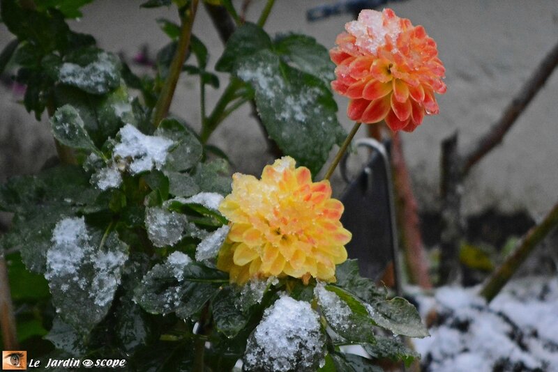 Neige début novembre 3