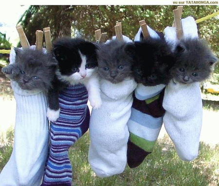 chatons_chaussettes