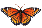 papillon_023