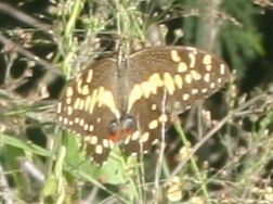 Papilio demodocus 01