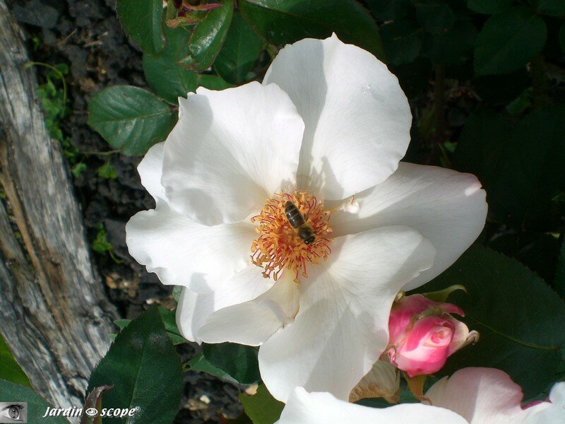 Rose simple (nom inconnu)