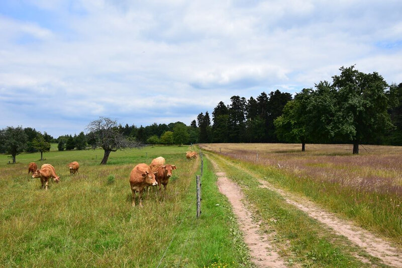 Photo-chemin-le-sentier-des-douze-sopurces-Zittersheim