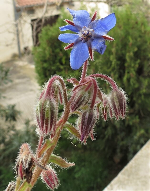 Borago officinalis c