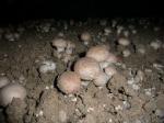 Champignons-gros-plan-Champignonniere-Montesson-800x600_visuel_miniature