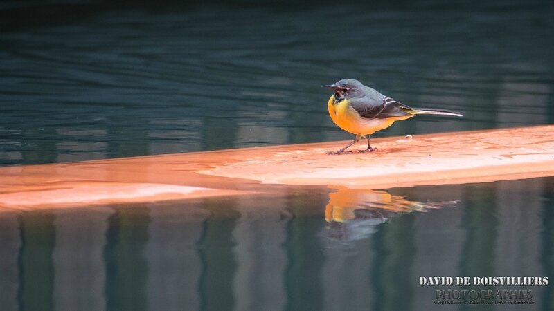 Bergeronnette des Ruisseaux (Motacilla cinerea)
