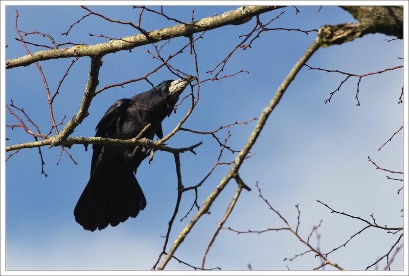 ville corbeau freux branche 2 260214