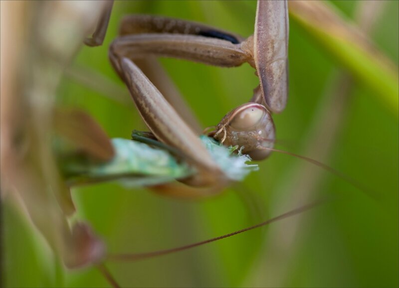 Torfou mantes cannibales 270916 6