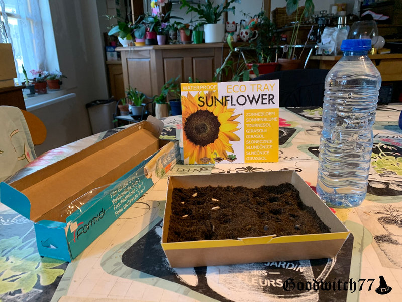tournesols sunflower (37)