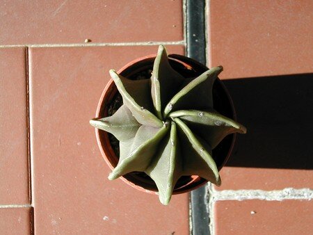 Astrophytum_myriostigma_nudum__2_