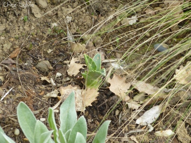 Agave déplacée