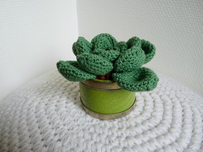 succulente crochet 3