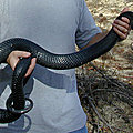 ETATS-UNIS - Le Serpent indigo revient dans l'Alabama
