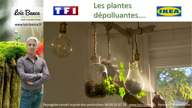 Paysagiste-guethary-plantes-depolluantes-conseils-aupres-des-particuliers-Loic-BANCE