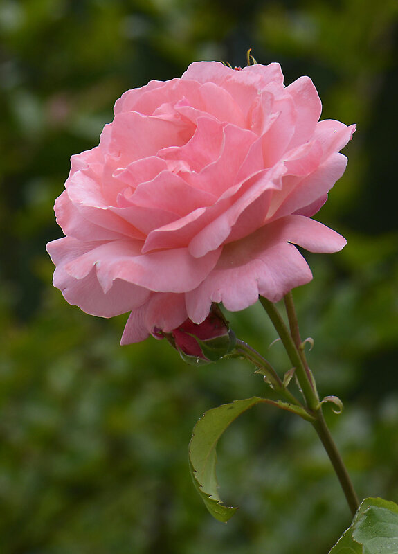 Rose rose 1 01-06-20