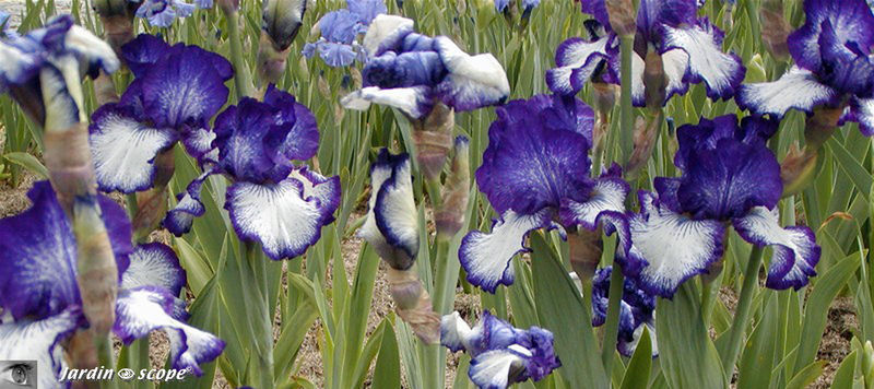 Iris_bleus