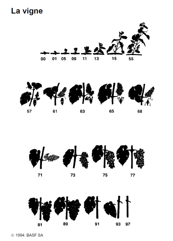 Détails Stades phénologiques 3