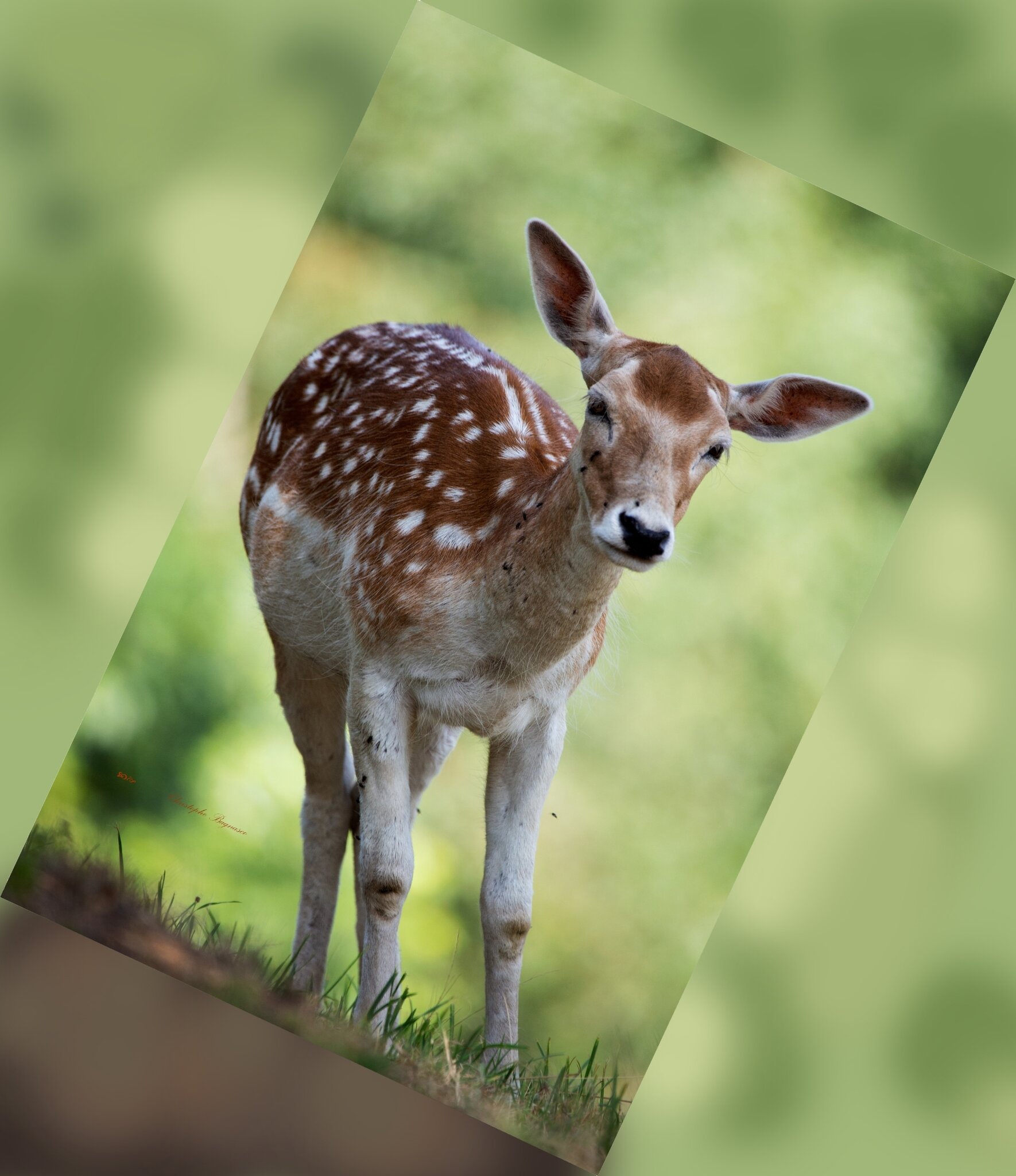 Bambi2