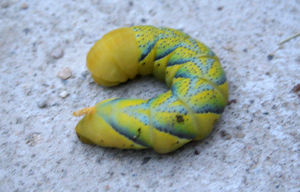 chenille