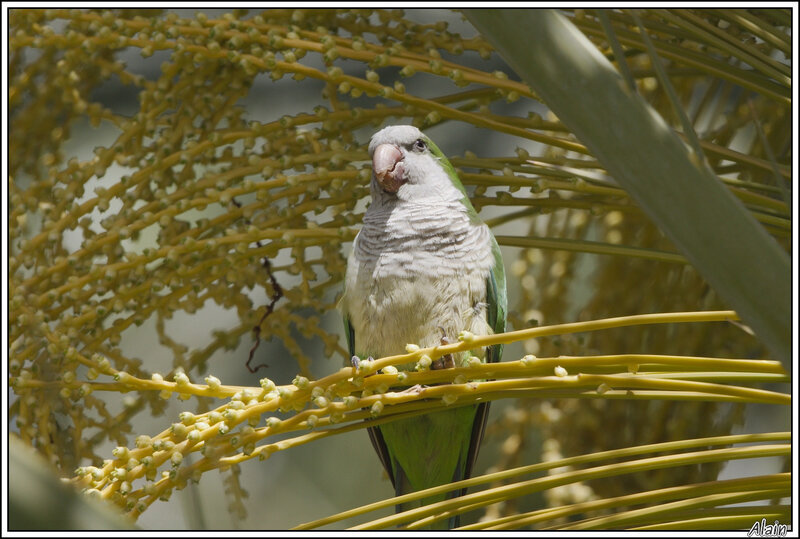 Conure veuve