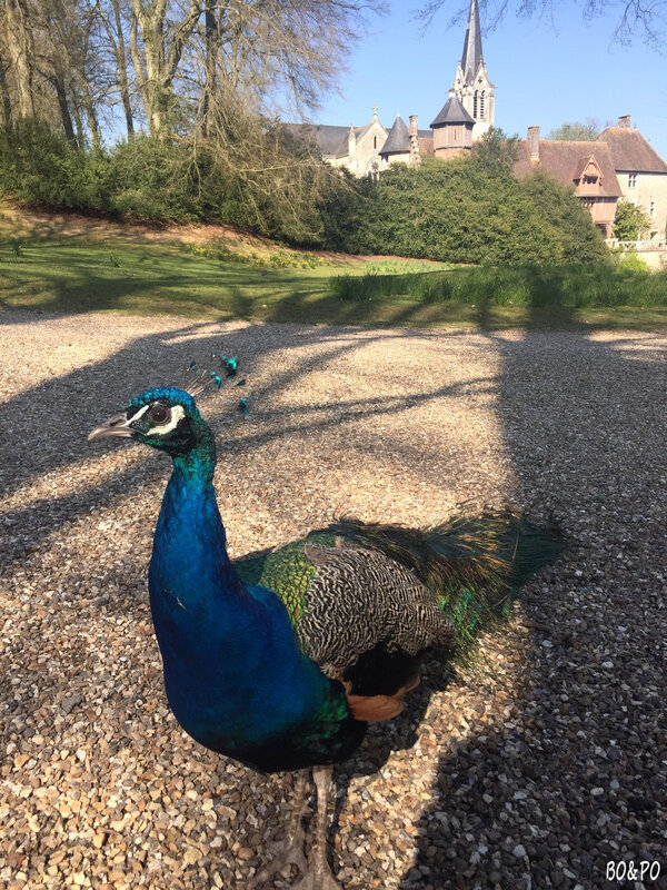 petit futé parc de clères seine-maritime normandie parc animalier parc zoologique parc botanique mamanboucledor