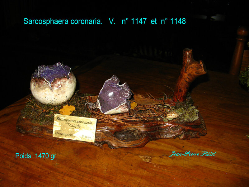 Sarcosphaera coronaria n° 1147 et n°1148