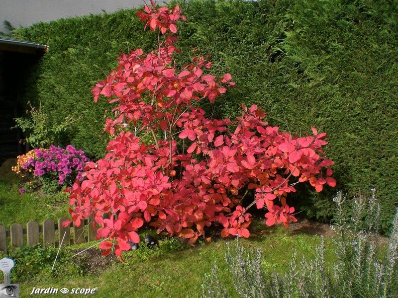Cotinus coggygria x dummeri Grace en autome