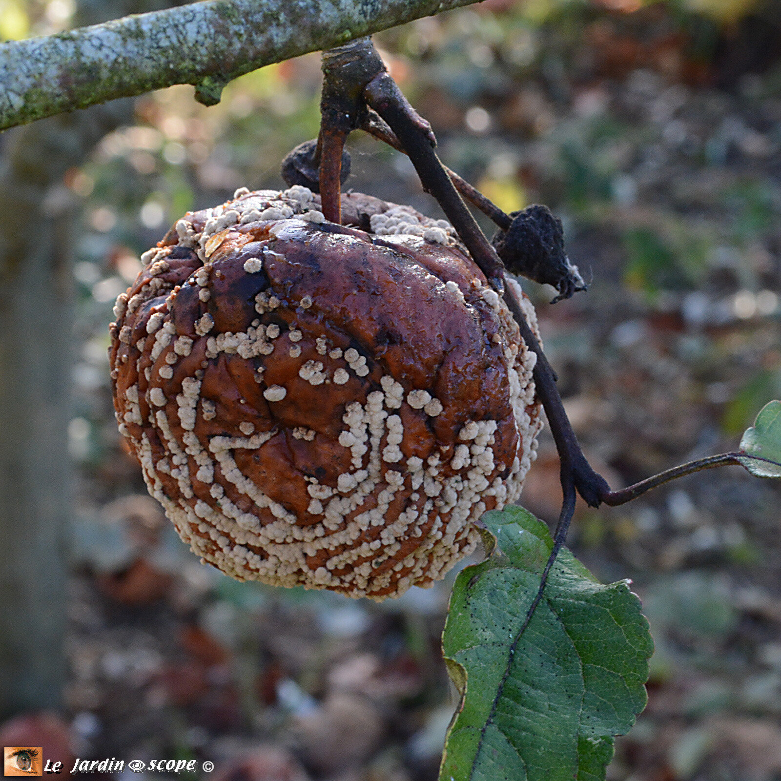 Monilia fructigena (Moniliose)